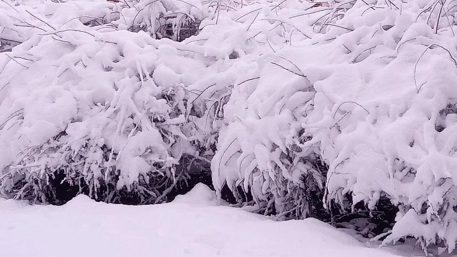 Почти месячная норма снега выпадет в Краснодаре 12 января