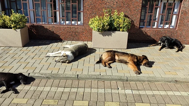 В Краснодаре директор приюта украла 1,5 млн рублей на выдуманных собаках