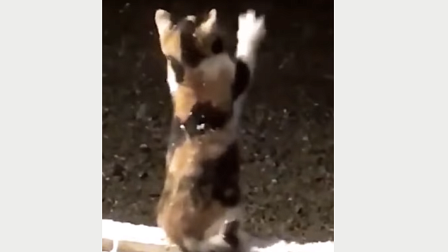 Видео с котенком, пытающимся поймать снежинки в Сочи, умилило пользователей Сети
