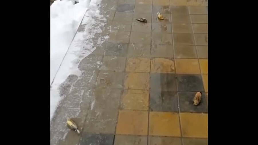«Весь тротуар в мертвых птицах»: жительница Анапы сняла на видео улицу, усыпанную погибшими воробьями