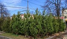 В Краснодаре откроются елочные базары и новогодние ярмарки