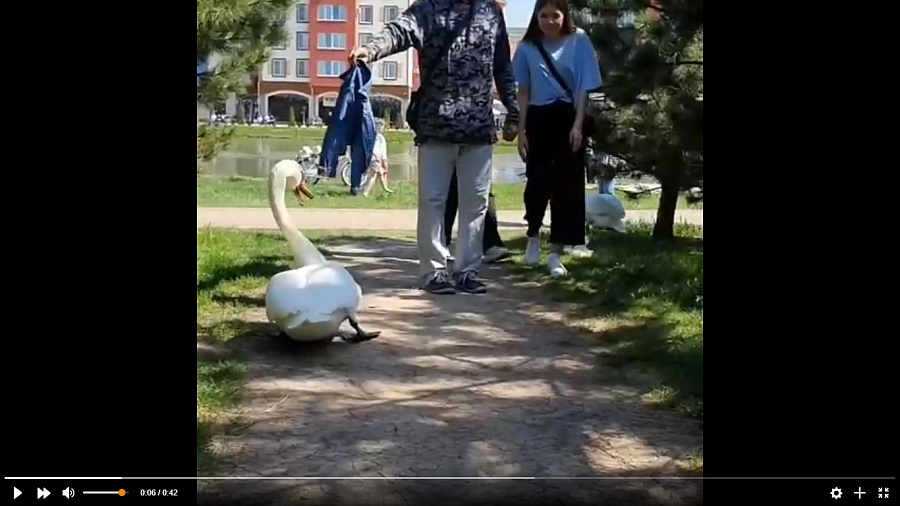 Лебеди, лишенные безопасного места для гнездования, стали нападать на жителей ЖК в Краснодаре 