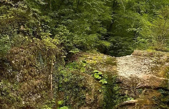 Нацпарк Сочи опроверг продажу нелегальных туров на своей территории