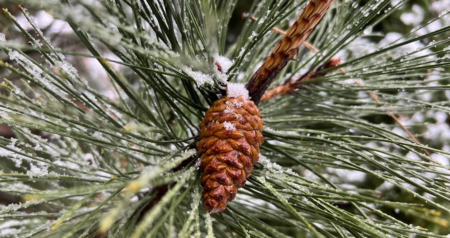 Холодный фронт принесет снег в Краснодарский край 