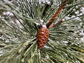 Холодный фронт принесет снег в Краснодарский край 