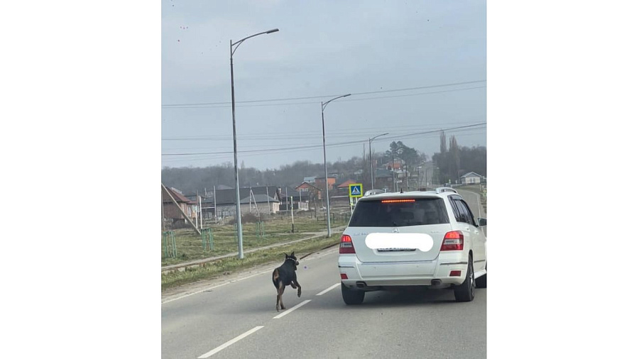 Жители Майкопа пожаловались на граждан, привязавших собаку к движущемуся автомобилю
