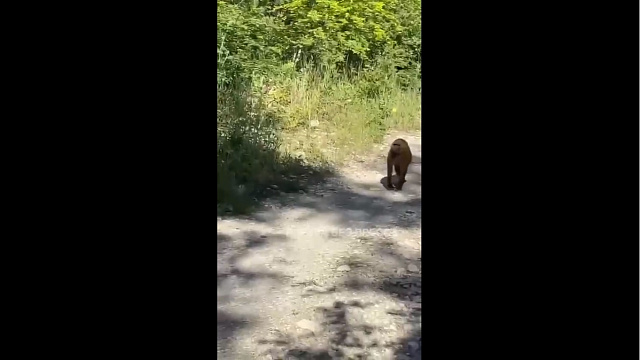 В горах Геленджика отдыхающие встретили обезьяну (ВИДЕО)