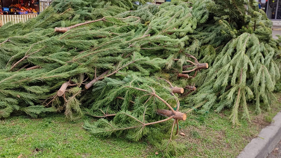Цены тоже колются: в Краснодаре резко подорожали живые елки 