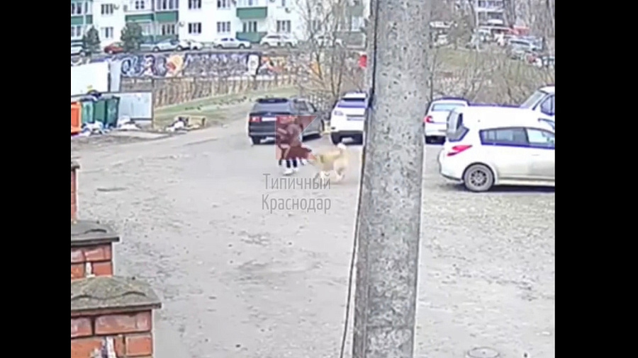 В Карасунском округе Краснодара бродячие собаки дважды за сутки напали на людей