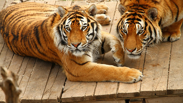 Директору парка «Тайган» вынесли приговор за откушенный тигром палец ребенка из Краснодарского края