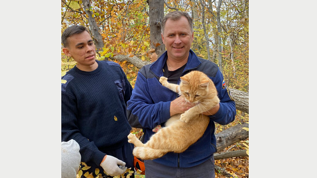 Под Новороссийском загнанный шакалами кот просидел 4 дня на дереве