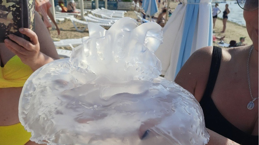 Отдыхающие сняли на видео гигантских медуз, заполонивших пляжи в Краснодарском крае