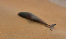 Эксперт назвал возможные причины массовой гибели дельфинов в Анапе