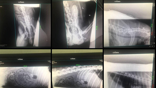 В Ейске волонтеры борются за жизнь собаки, травмированной при падении из дома, пострадавшего при крушении Су-34