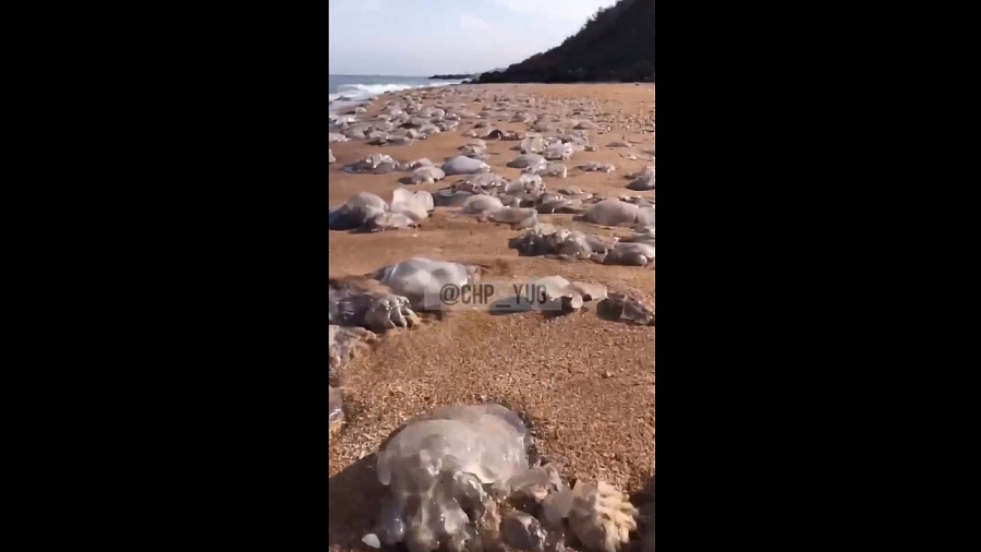 Тысячи ядовитых медуз выбросило на пляж в Краснодарском крае