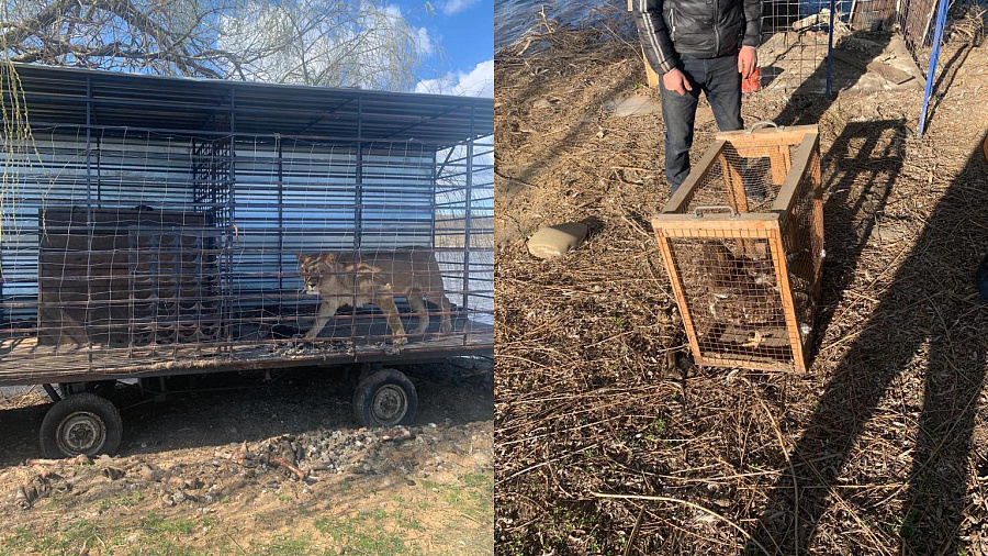 На Кубани мужчина обустроил на участке зоопарк с медведем, львом и коршуном
