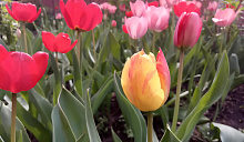 В Краснодаре потеплеет до +18 градусов