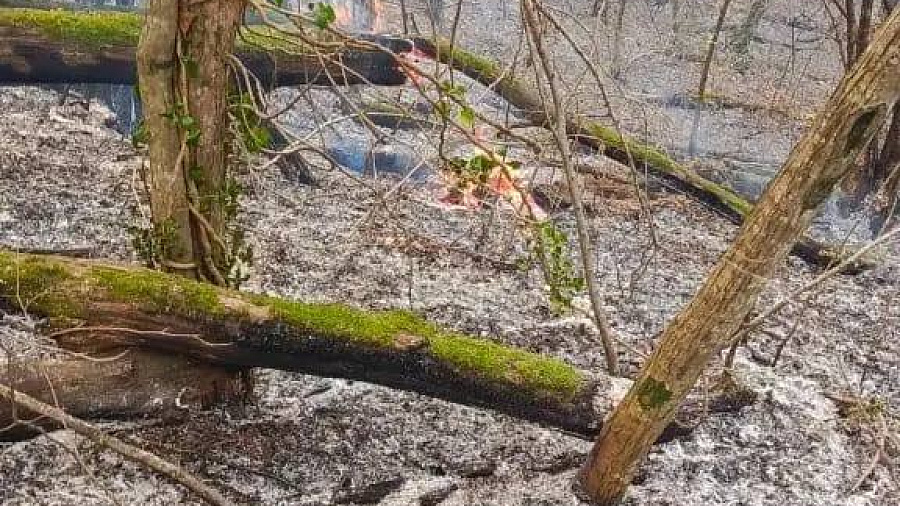 В Краснодарском крае борются сразу с тремя лесными пожарами 