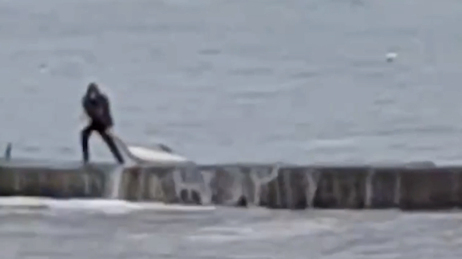 Эксперт прокомментировал спасение женщиной мертвого дельфина, выброшенного на пирс в Сочи 