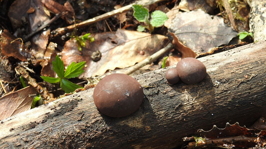 В Нацпарке Сочи ученые обнаружили редкий гриб «пирог короля Альфреда»