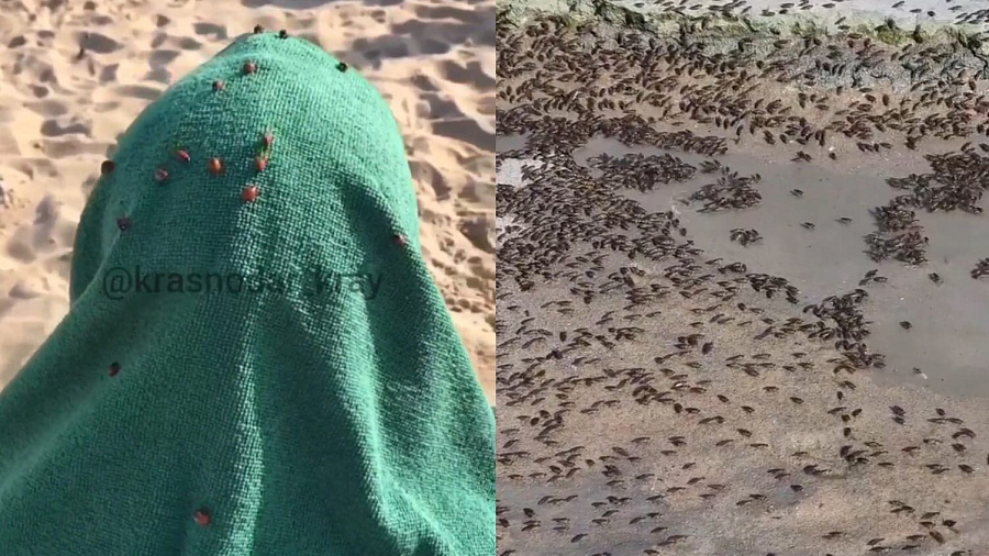 Жители Анапы сняли нашествие комаров и агрессивных божьих коровок. Видео